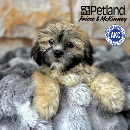 [#M07136] Golden M Lhasa Apso Puppies for Sale