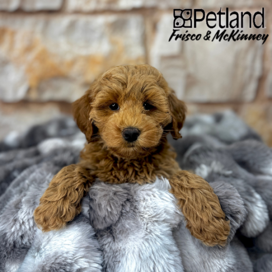 [#2523-03] Red M Labradoodle Mini 2nd Gen Puppies for Sale