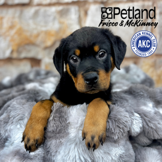 [#M06016] Black and Mahogany M Rottweiler Puppies for Sale