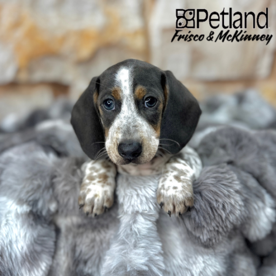 [#M05972] Blue and Tan M Dachshund Puppies for Sale