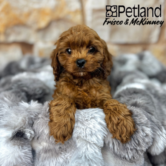 [#25104-01] Red M Cavapoo Puppies for Sale