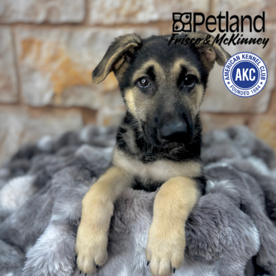 [#M05930] Black and Tan M German Shepherd Puppies for Sale