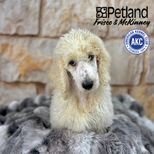 [#M05981] Cream and White F Standard Poodle Puppies for Sale
