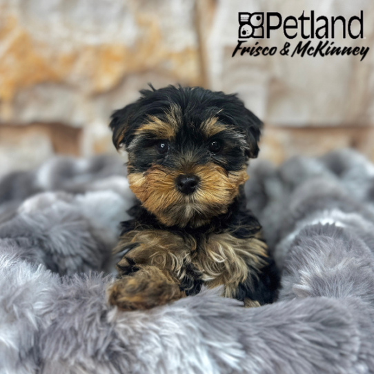 [#M06694] Black and Tan F Yorkshire Terrier Puppies for Sale