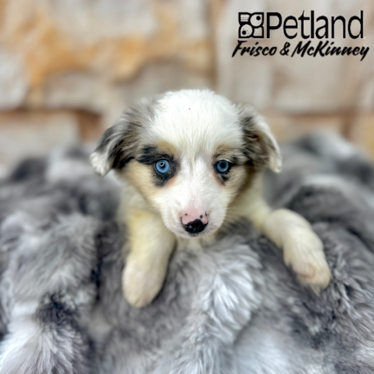 [#M06177] Blue Merle White and Tan F Miniature Australian Shepherd Puppies for Sale