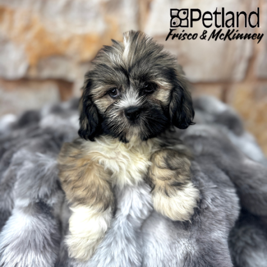 [#M06557] Grizzle F Lhasa Apso Puppies for Sale