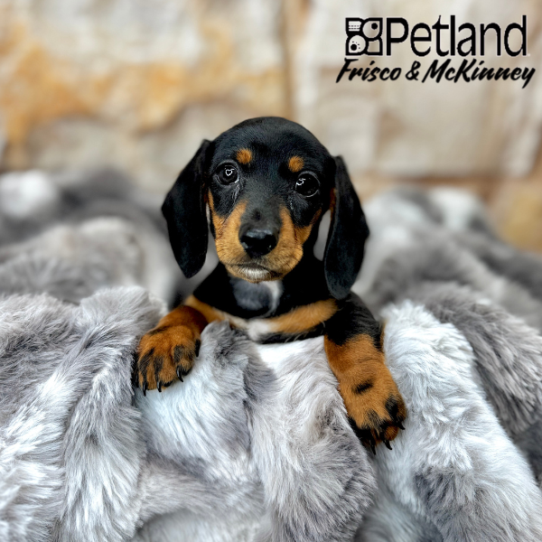 [#M06962] Black and Tan F Dachshund Puppies for Sale