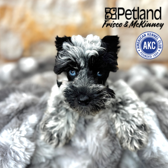 [#M06572] Black and White F Miniature Schnauzer Puppies for Sale