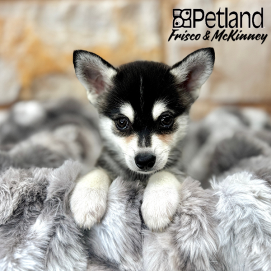 [#251699-02] Black / White M Alaskan Klee Kai Puppies for Sale