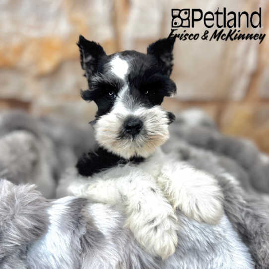[#25256-04] Black / White F Miniature Schnauzer Puppies for Sale