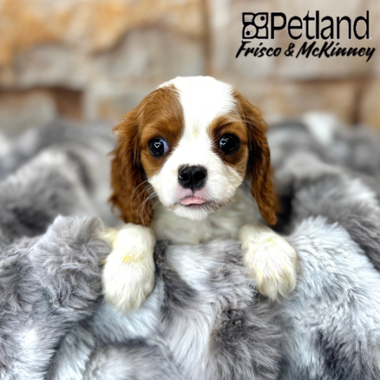 [#M06324] Blenheim F Cavalier King Charles Spaniel Puppies for Sale