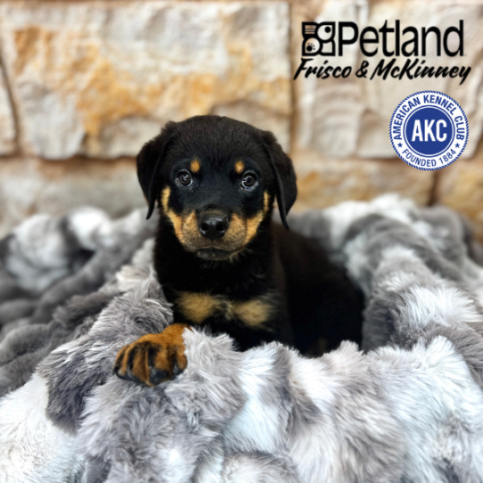 [#M06024] Black and Mahogany M Rottweiler Puppies for Sale