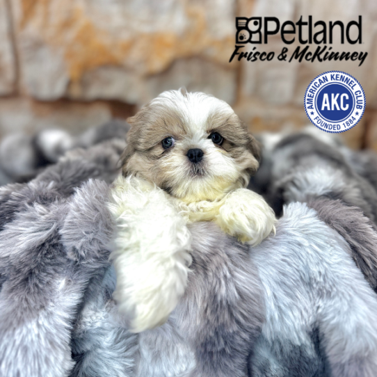 [#M06446] Blue and White M Shih Tzu Puppies for Sale