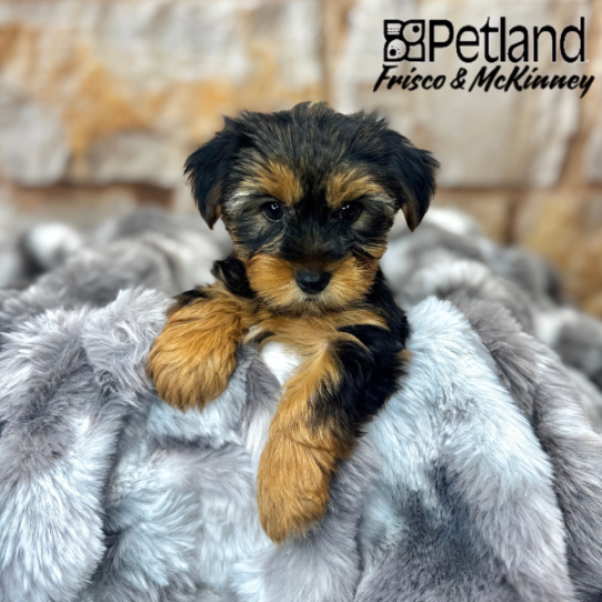 [#25315-02] Black / Tan F Yorkshire Terrier Puppies for Sale