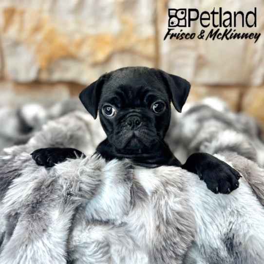 [#251698-01] Black M Pug Puppies for Sale