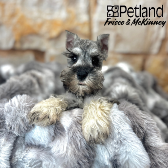 [#25256-03] Salt / Pepper M Miniature Schnauzer Puppies for Sale