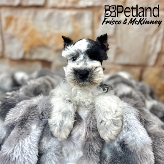 [#25256-02] Salt / Pepper M Miniature Schnauzer Puppies for Sale