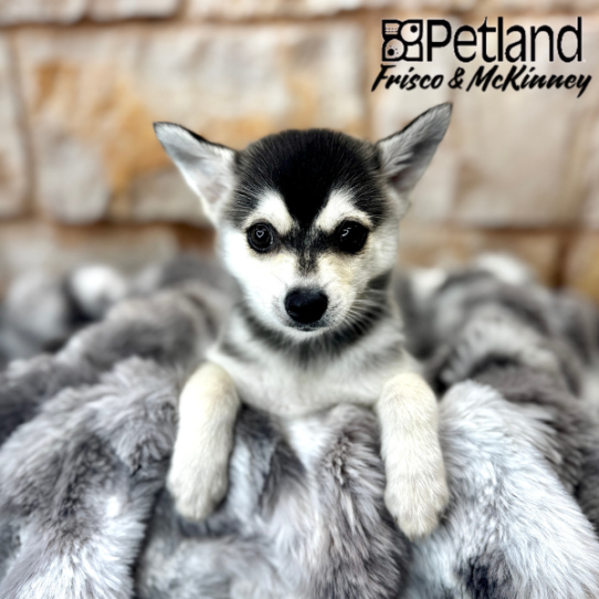 [#251699-03] Black / White F Alaskan Klee Kai Puppies for Sale