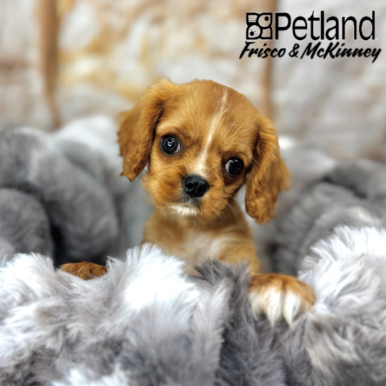 [#M06348] Ruby M Cavalier King Charles Spaniel Puppies for Sale