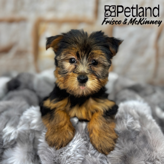 [#25325-05] Black / Tan F Yorkshire Terrier Puppies for Sale
