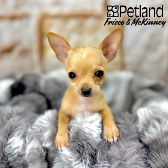 [#251710-01] Fawn F Chihuahua Puppies for Sale