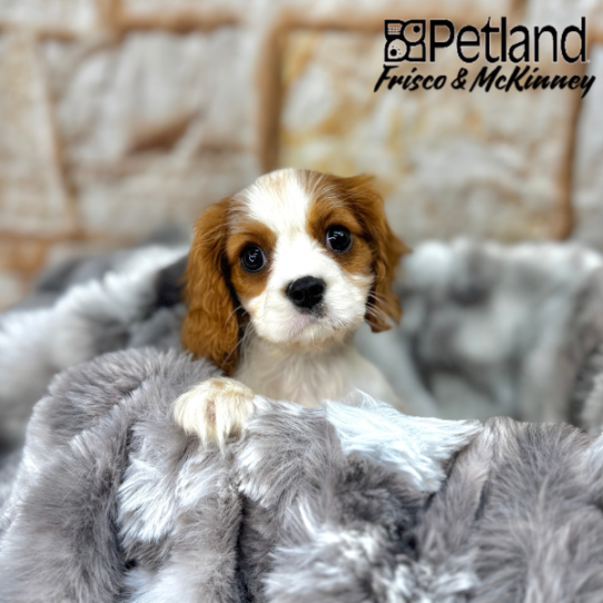 [#M06353] Blenheim F Cavalier King Charles Spaniel Puppies for Sale