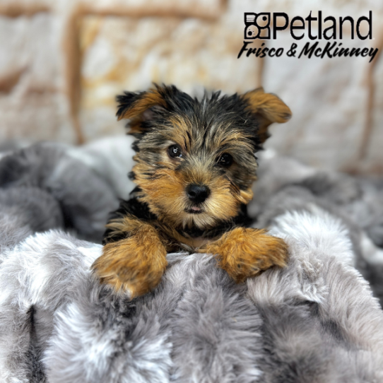 [#25315-04] Black / Tan F Yorkshire Terrier Puppies for Sale