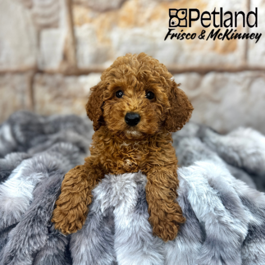 [#2526-07] Red F Poodle Moyen Puppies for Sale