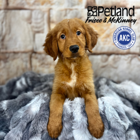 [#25317-02] Dark Golden F Golden Retriever Puppies for Sale
