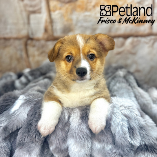 [#2524-04] Red / White F Pembroke Welsh Corgi Puppies for Sale