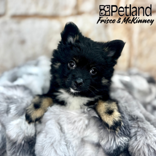 [#M07352] Black and Tan F Pomeranian Puppies for Sale