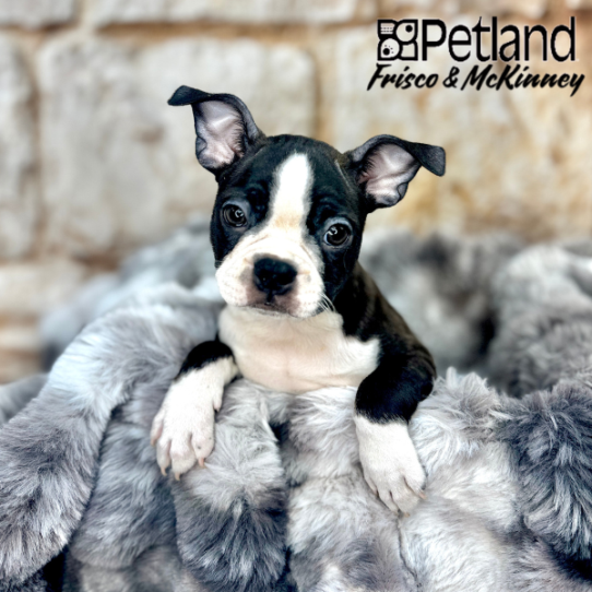 [#M07057] Brindle and White F Boston Terrier Puppies for Sale