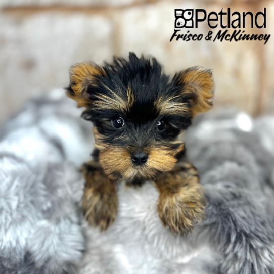 [#M07077] Black and Tan M Yorkshire Terrier Puppies for Sale