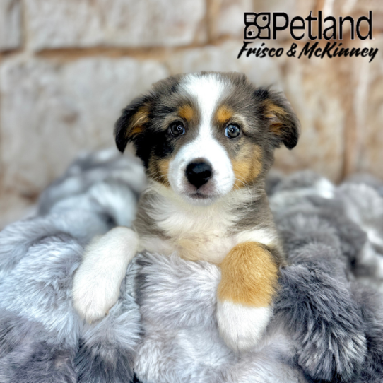 [#M08619] Blue and Tan M Miniature Australian Shepherd Puppies for Sale