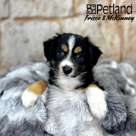 [#M07377] Black White and Brown F Miniature Australian Shepherd Puppies for Sale