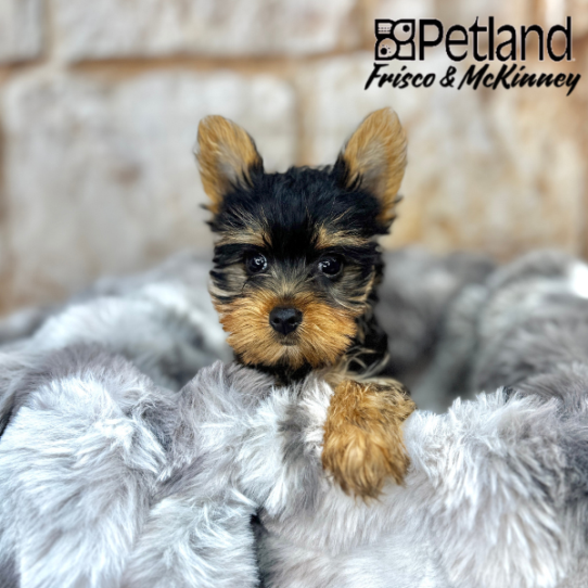 [#M07079] Black and Tan F Yorkshire Terrier Puppies for Sale