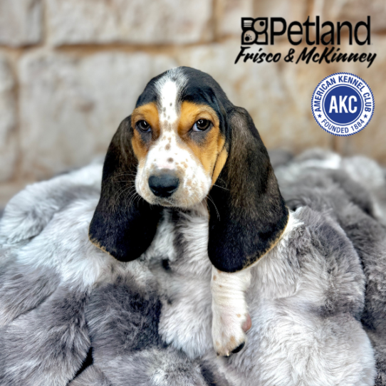 [#M07266] Black Brown and White M Basset Hound Puppies for Sale