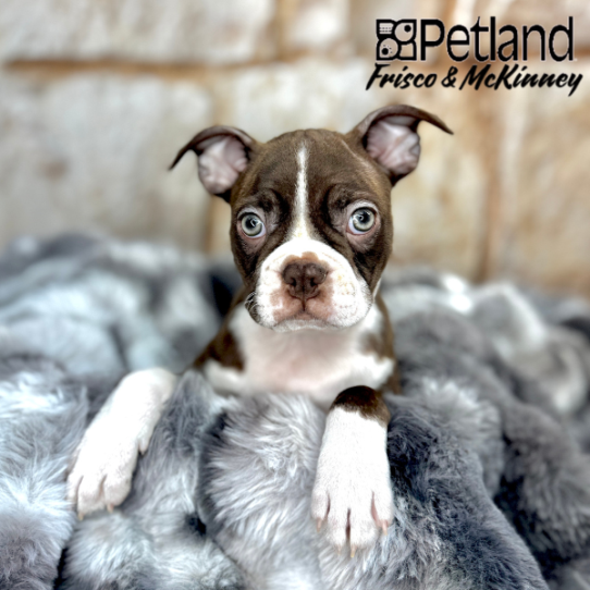 [#M07055] Red and White F Boston Terrier Puppies for Sale