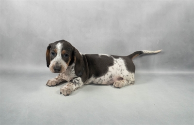 [#M05972] Blue and Tan M Dachshund Puppies for Sale