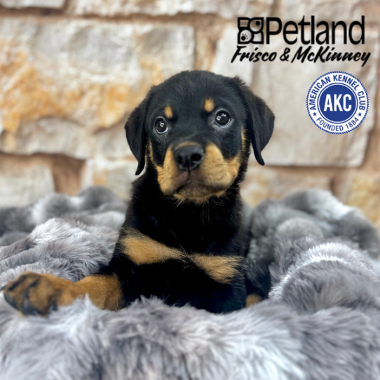 [#M06030] Black and Mahogany F Rottweiler Puppies for Sale