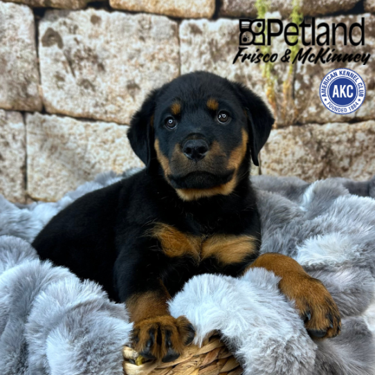 [#25345-04] Black / Rust F Rottweiler Puppies for Sale