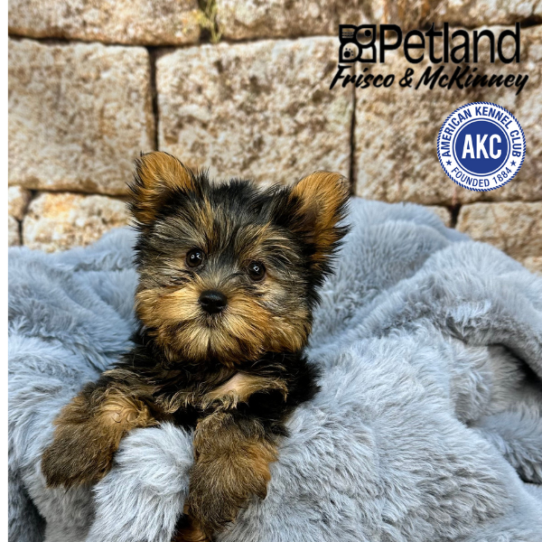 [#M08733] Black and Tan M Yorkshire Terrier Puppies for Sale
