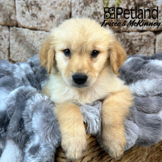 [#25337-03] Gold M Golden Retriever Puppies for Sale