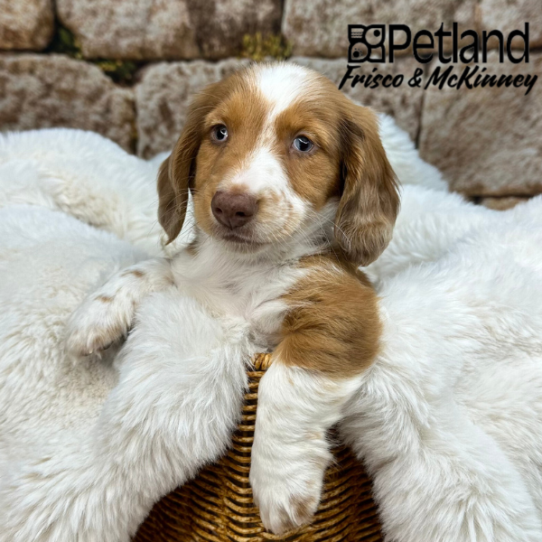 [#252025-02] Wild Boar M Dachshund Puppies for Sale