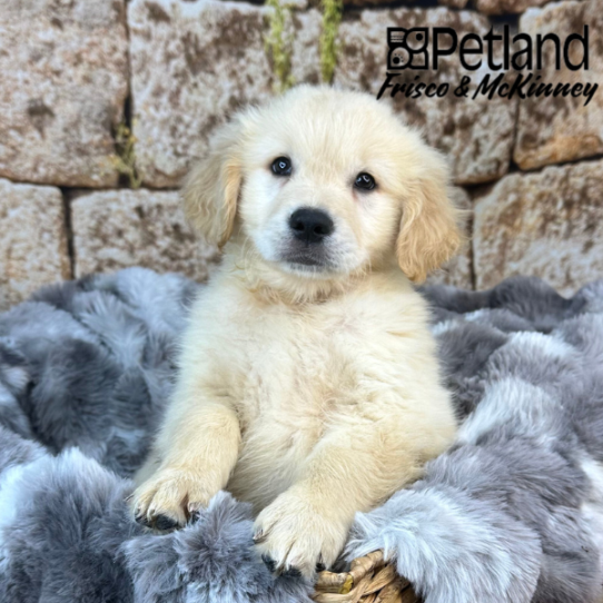 [#25337-02] Light Golden M Golden Retriever Puppies for Sale