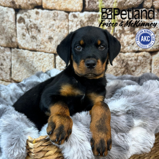 [#25345-01] Black / Rust M Rottweiler Puppies for Sale