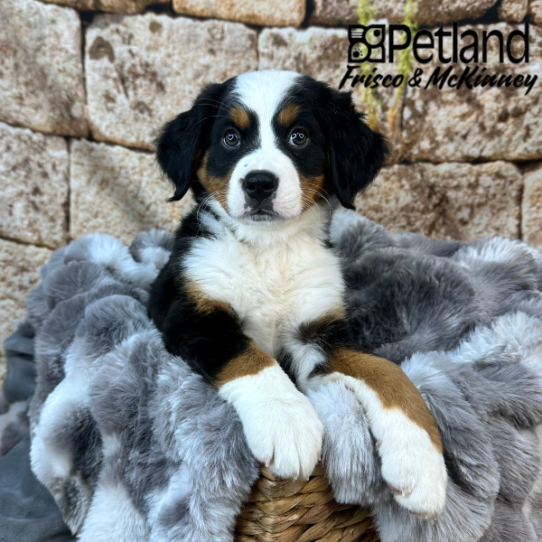 [#25333-03] Black Rust / White F Bernese Mountain Dog Puppies for Sale