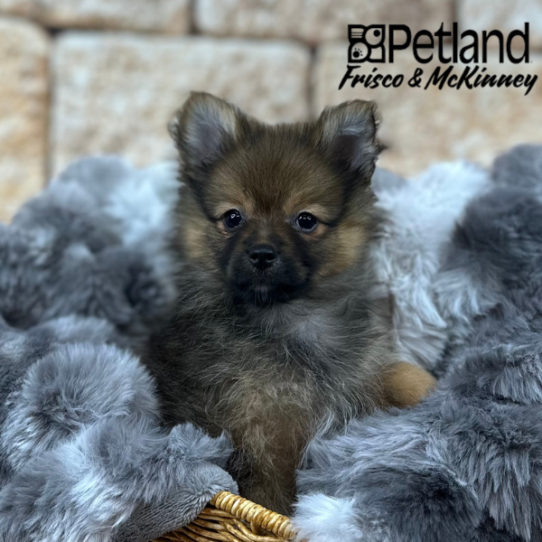 [#25325-03] Red Sable F Pomeranian Puppies for Sale