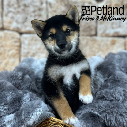 [#25328-01] Black / Tan M Shiba Inu Puppies for Sale