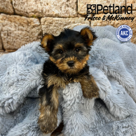 [#M08167] Black and Tan F Yorkshire Terrier Puppies for Sale